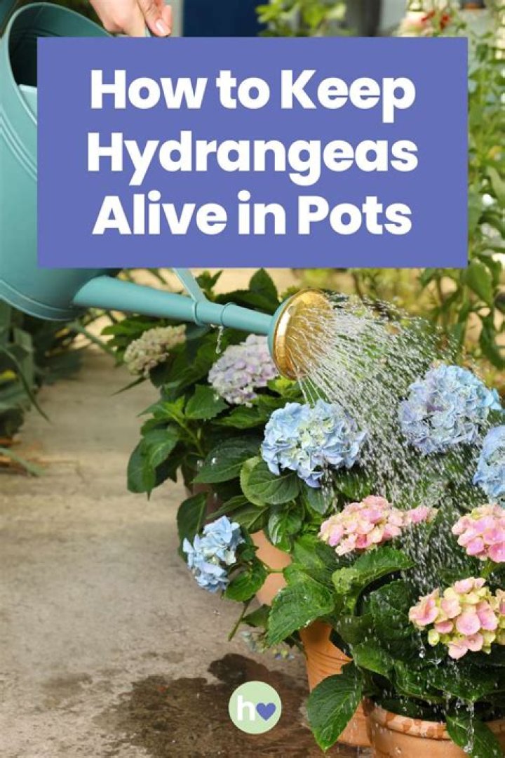 Are hydrangeas hard to keep alive?