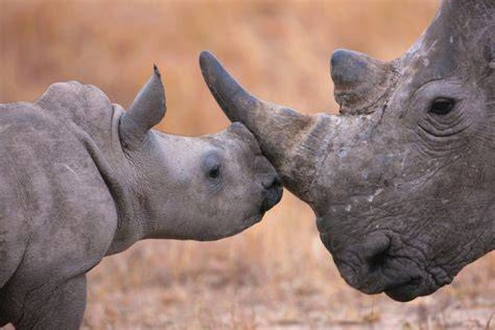 Can we clone rhinos?