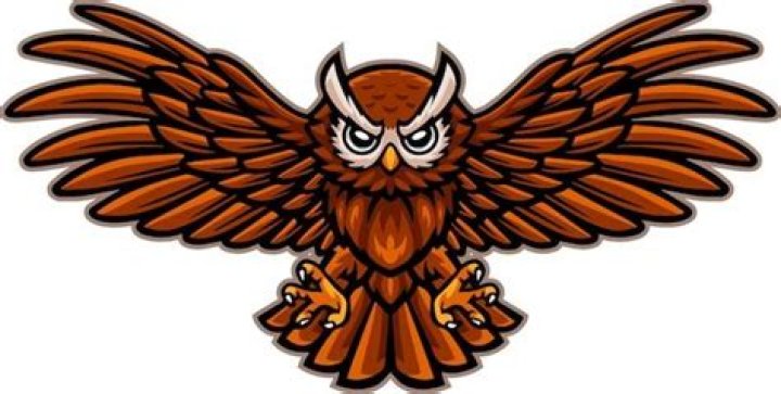 Do owls get angry?