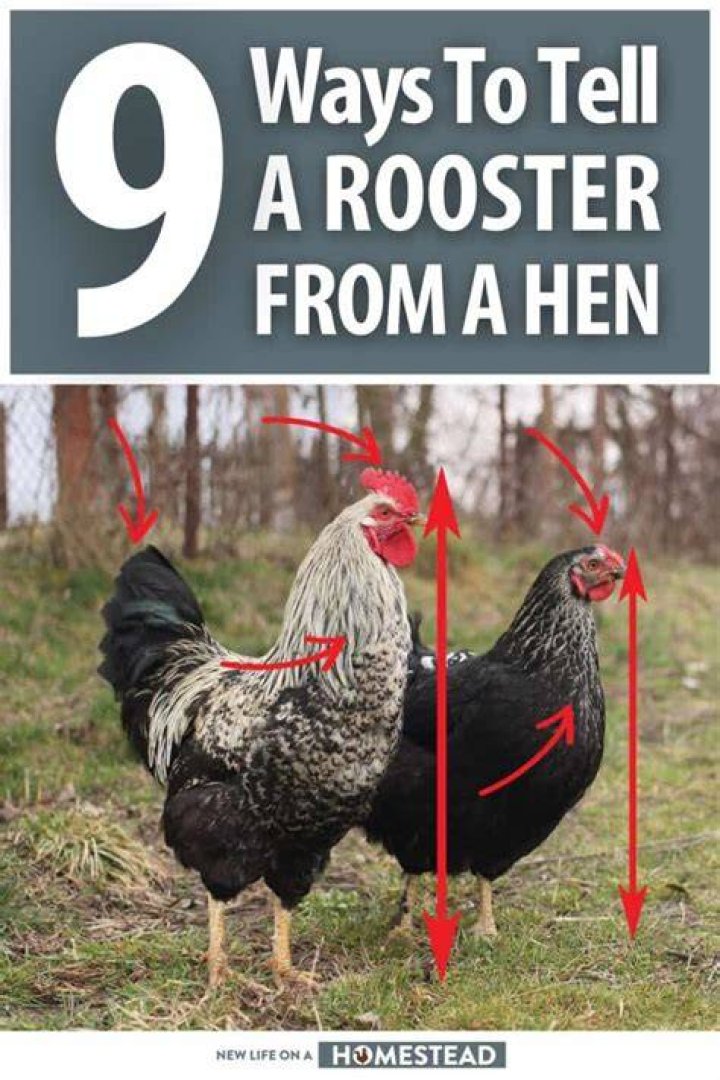 How do you stop a rooster from flying?