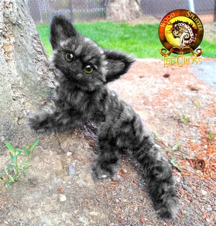 What is a smoke tabby?