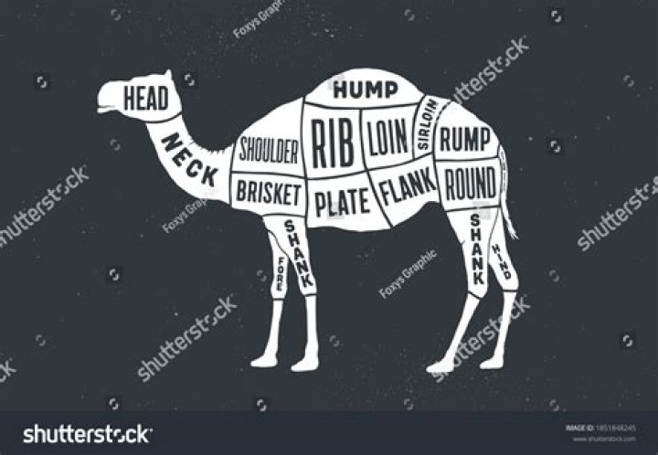 What is camel meat called?