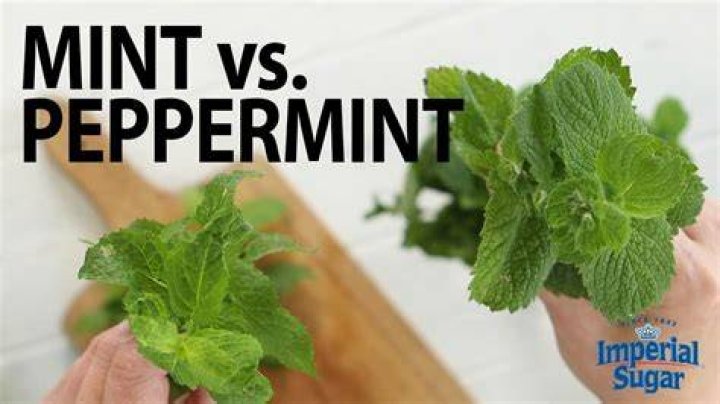 What is difference between peppermint and mint?