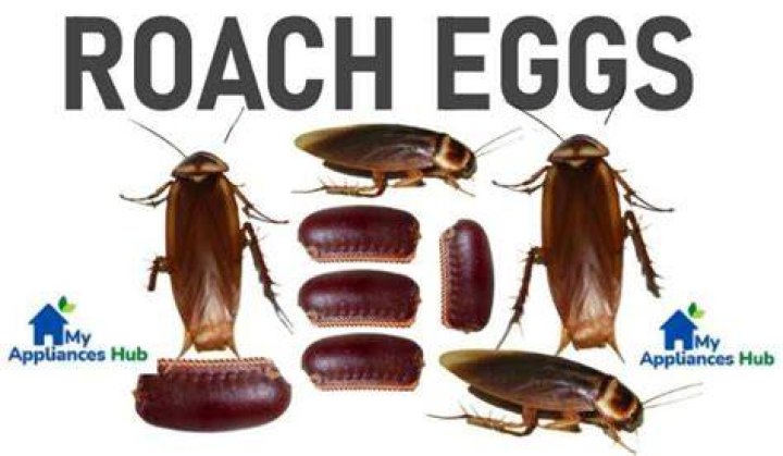 Where do roaches lay their eggs?