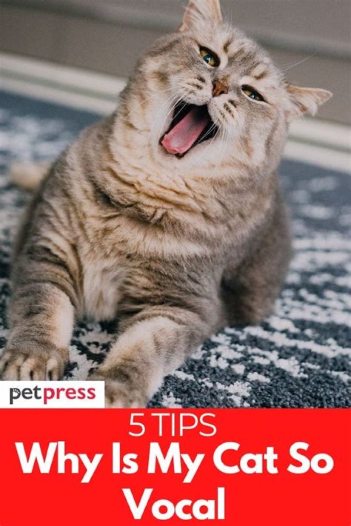Why is my cat so vocal?